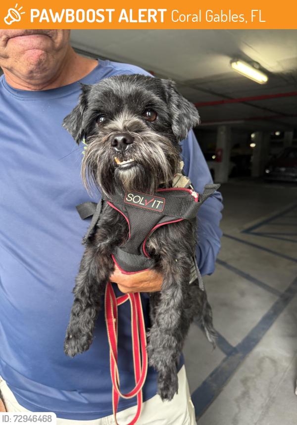 Found/Stray Female Dog last seen 8th Street and 57th , Coral Gables, FL 33134
