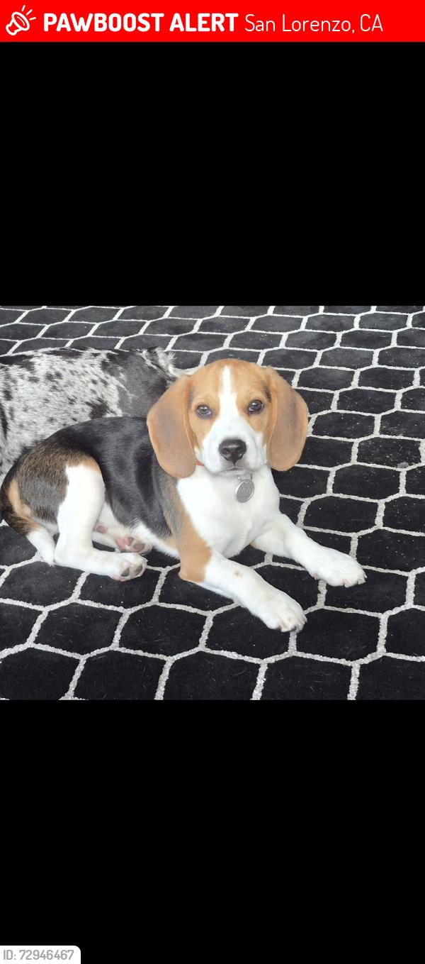 Lost Male Dog last seen Near Grant ave, San Lorenzo, CA 94580