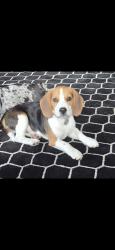 Lost Male Dog last seen Near Grant ave, San Lorenzo, CA 94580