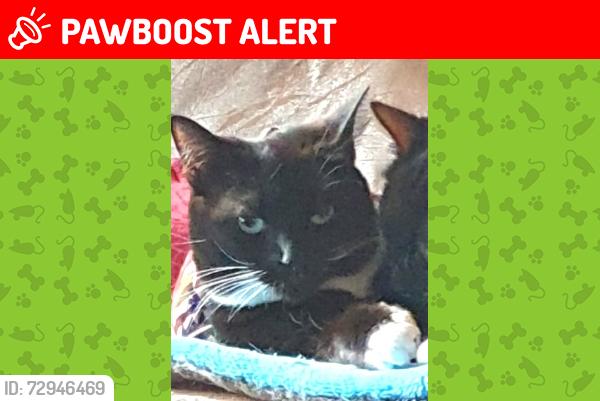 Lost Female Cat last seen Greens lane, Lancashire, England OL13