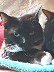 Lost Female Cat last seen Greens lane, Lancashire, England OL13