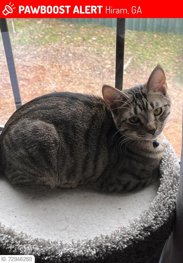 Lost Male Cat last seen nebo ridge ests. mcclung rd, Hiram, GA 30141