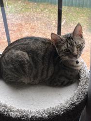Lost Male Cat last seen nebo ridge ests. mcclung rd, Hiram, GA 30141