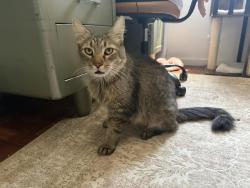 Found/Stray Male Cat last seen Camelback rd and 10th st, Phoenix, AZ 85014