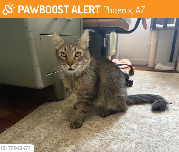Found/Stray Male Cat last seen Camelback rd and 10th st, Phoenix, AZ 85014