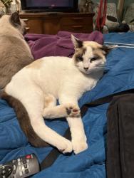 Lost Male Cat last seen Del Cerro Boulevard , San Diego, CA 92120
