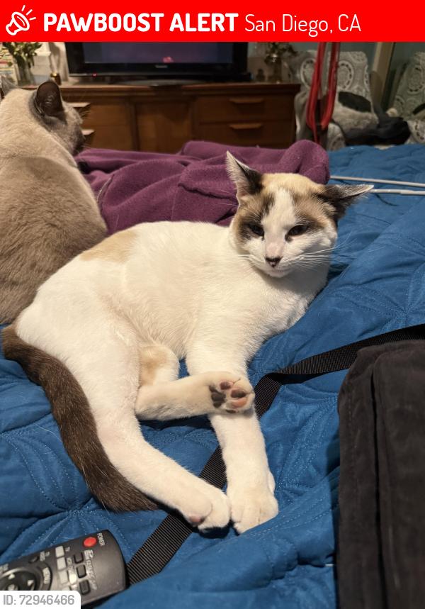 Lost Male Cat last seen Del Cerro Boulevard , San Diego, CA 92120