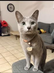 Reunited Female Cat last seen Near W Paulinda Ave, Apopka, FL 32703, USA, Apopka, FL 32703