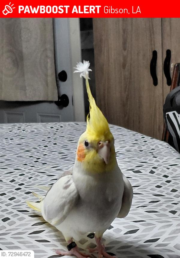 Lost Male Bird last seen Bayou black drive , Gibson, LA 70356