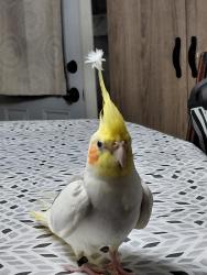 Lost Male Bird last seen Bayou black drive , Gibson, LA 70356