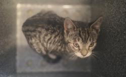 Shelter Stray Female Cat last seen Near Hylan Boulevard, STATEN ISLAND, NY, 10306, Staten Island, NY 10309