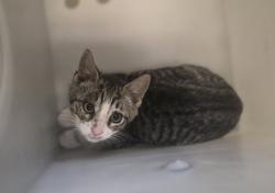 Shelter Stray Female Cat last seen Near Hylan Boulevard, STATEN ISLAND, NY, 10306, Staten Island, NY 10309