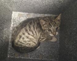 Shelter Stray Female Cat last seen Near Hylan Boulevard, STATEN ISLAND, NY, 10306, Staten Island, NY 10309