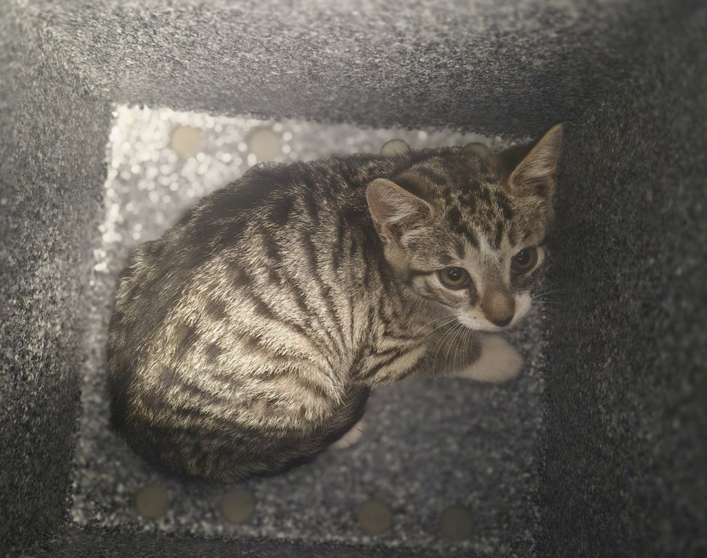 Shelter Stray Female Cat last seen Near Hylan Boulevard, STATEN ISLAND, NY, 10306, Staten Island, NY 10309