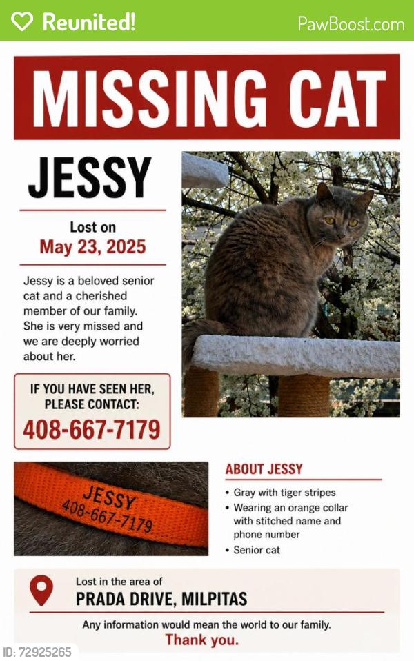 Reunited Female Cat last seen Near Prada drive Milpitas , Milpitas, CA 95035