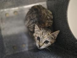 Shelter Stray Female Cat last seen Near Hylan Boulevard, STATEN ISLAND, NY, 10306, Staten Island, NY 10309