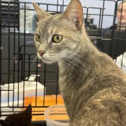 Shelter Stray Female Cat last seen found at house, COLFAX, IA, 50054, Des Moines, IA 50313