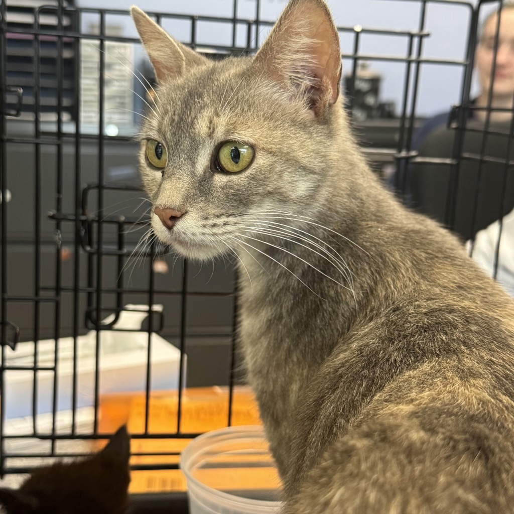 Shelter Stray Female Cat last seen found at house, COLFAX, IA, 50054, Des Moines, IA 50313