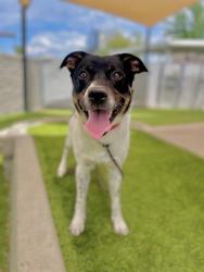 Shelter Stray Male Dog last seen Near E White Way, SALT LAKE CITY, UT, 84116, Taylorsville, UT 84123