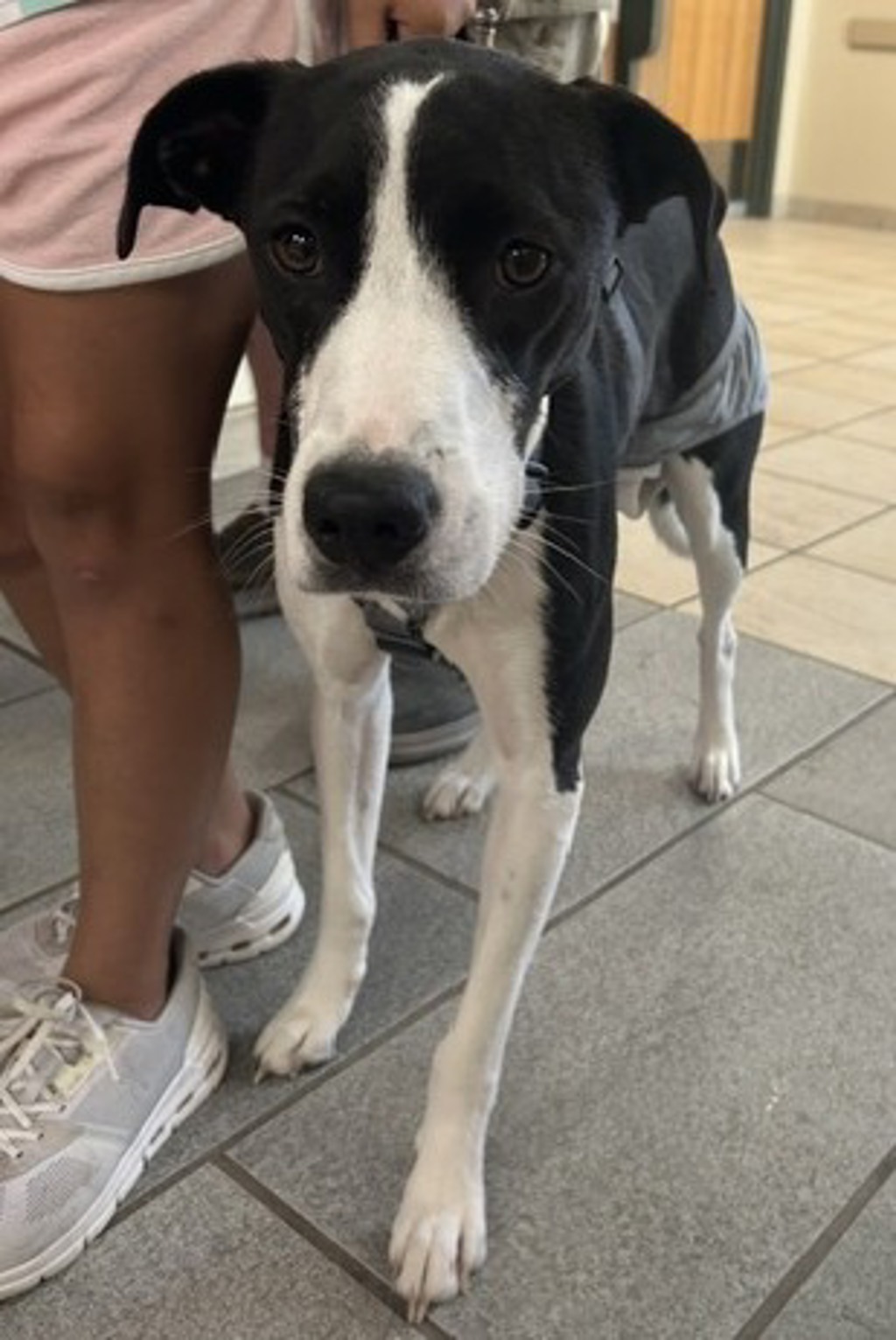 Shelter Stray Female Dog last seen S Plaza Trail, VIRGINIA BEACH, VA, 23452, Virginia Beach, VA 23451