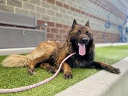 Shelter Stray Male Dog last seen Near W 1830 S, SALT LAKE CITY, UT, 84115, Taylorsville, UT 84123