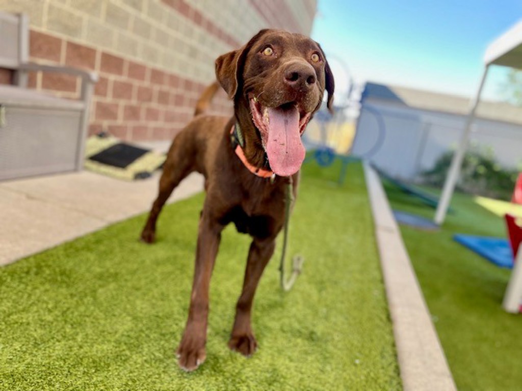 Shelter Stray Male Dog last seen Near S State Street, MURRAY CITY, UT, 84107, 511 W 3900 S, Salt Lake City, UT 84123, USA