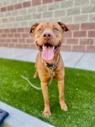 Shelter Stray Male Dog last seen Near W 6200 S, Kearns Township, UT, 84118, Taylorsville, UT 84123