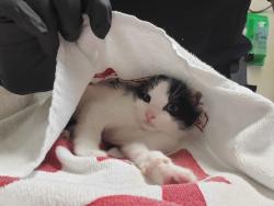 Shelter Stray Male Cat last seen Near Balfour Drive, Encinitas, CA, 92024, Oceanside, CA 92058