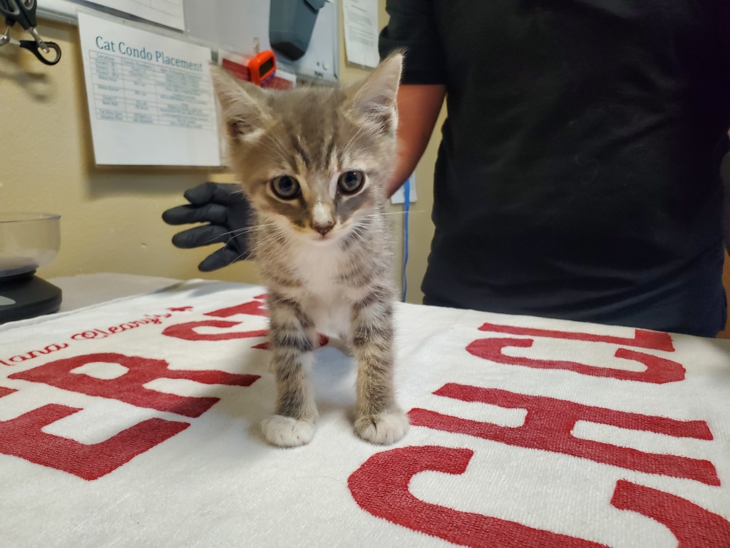Shelter Stray Male Cat last seen Near Balfour Drive, Encinitas, CA, 92024, Oceanside, CA 92058