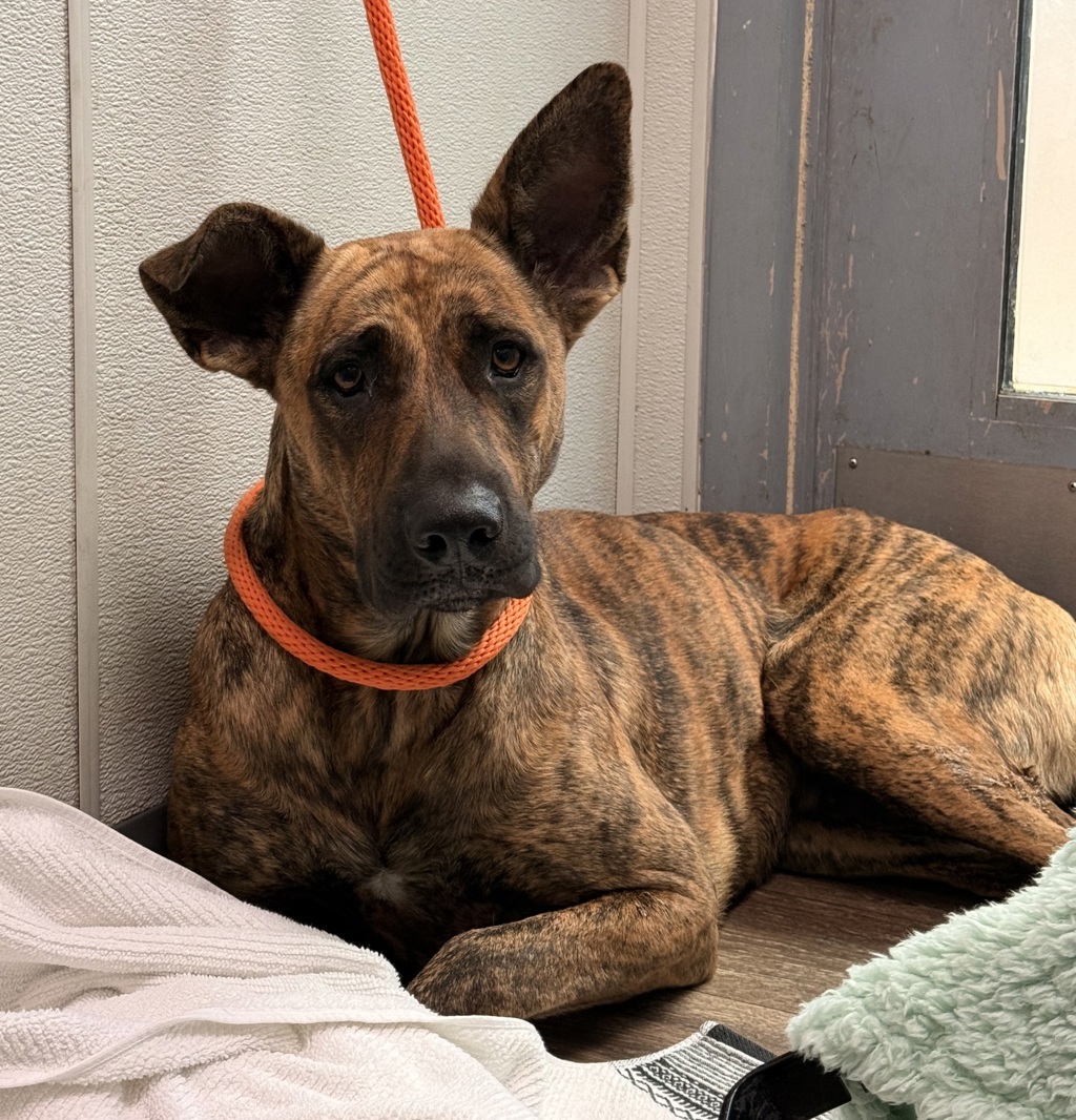 Shelter Stray Female Dog last seen Mission Bay Drive, San Diego, CA, 92109, San Diego, CA 92110