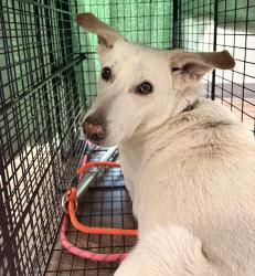 Shelter Stray Female Dog last seen Crown Point Drive, San Diego, CA, 92109, 5500 Gaines St, San Diego, CA 92110, USA