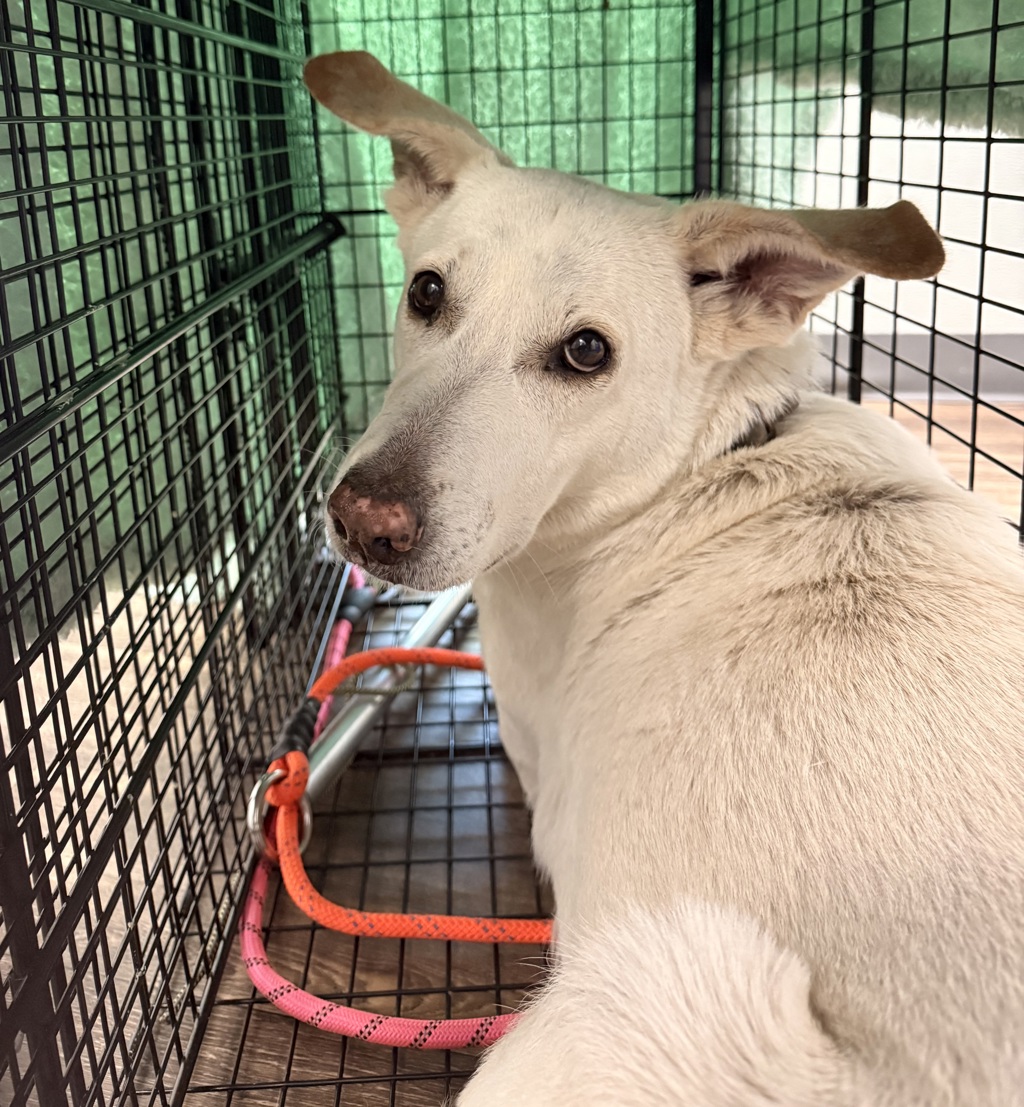 Shelter Stray Female Dog last seen Crown Point Drive, San Diego, CA, 92109, 5500 Gaines St, San Diego, CA 92110, USA