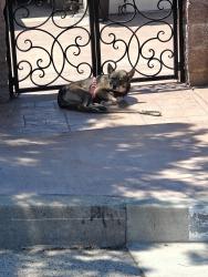 Found/Stray Unknown Dog last seen 40th and Mountain Ave, San Bernardino, CA 92404