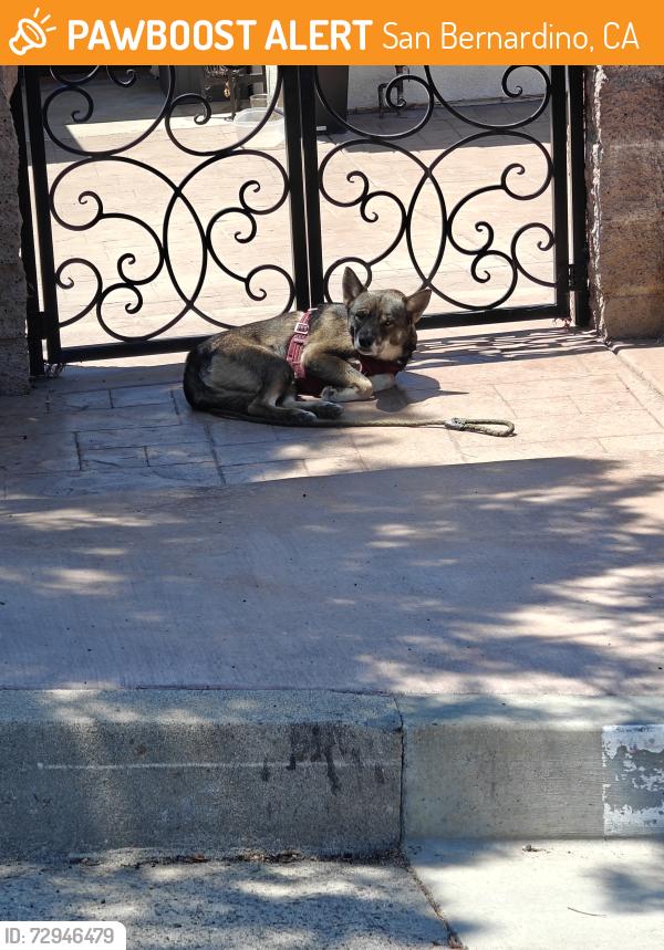 Found/Stray Unknown Dog last seen 40th and Mountain Ave, San Bernardino, CA 92404