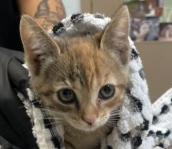 Shelter Stray Female Cat last seen Eckstorm Avenue, San Diego, CA, 92111, San Diego, CA 92110