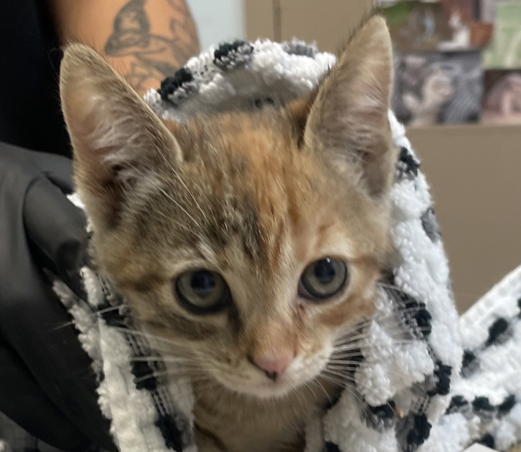 Shelter Stray Female Cat last seen Eckstorm Avenue, San Diego, CA, 92111, San Diego, CA 92110