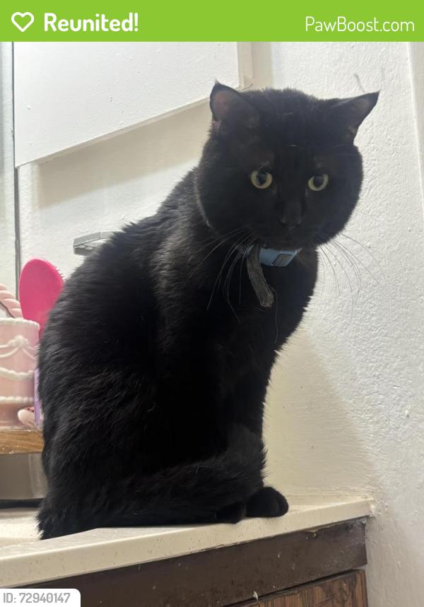 Reunited Male Cat last seen Storming Crab , Kirkwood, MO 63122