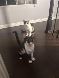 Lost Female Cat last seen Primrose, Monrovia, CA 91016