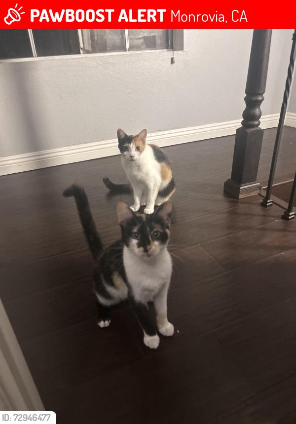 Lost Female Cat last seen Primrose, Monrovia, CA 91016