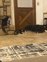 Reunited Male Dog last seen Near S Ash Pl, Broken Arrow, OK 74012, USA, Broken Arrow, OK 74012