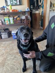 Reunited Female Dog last seen Near 8th and chambers, Port Angeles, WA 98362