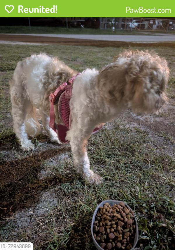 Reunited Female Dog last seen Loras and Kiowa , Griffin Park, FL 34668