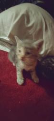 Reunited Unknown Cat last seen Filmore and tennessee, St. Louis, MO 63111