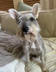 Reunited Male Dog last seen Hamilwood and forest heights , Houston, TX 77002