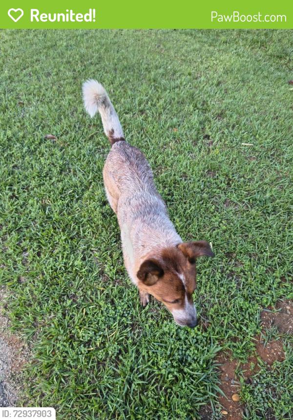 Reunited Male Dog last seen Branch Ct, Johnston County, NC 27520