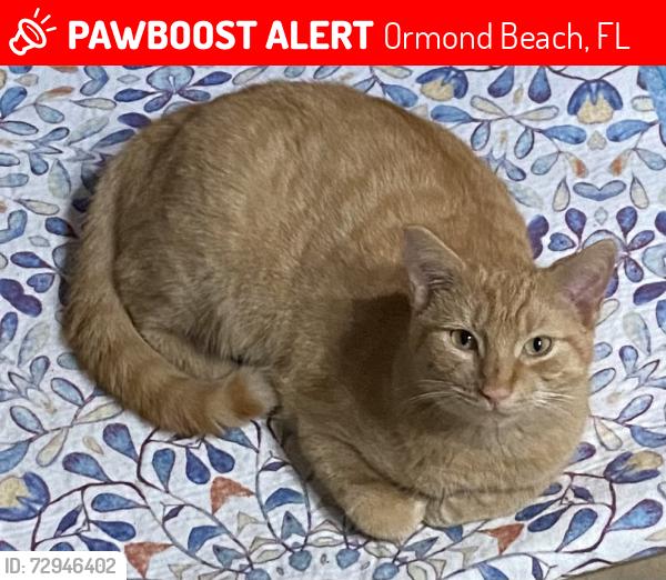 Lost Male Cat last seen San Jose Circle, Ormond Beach, FL 32176