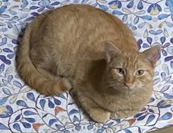 Lost Male Cat last seen San Jose Circle, Ormond Beach, FL 32176
