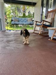 Reunited Female Dog last seen Kenwood and Bellvue, Dayton, OH 45406