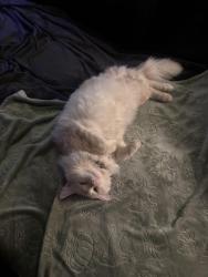Reunited Male Cat last seen Sloop road and Rochester , McCandless Township, PA 15237