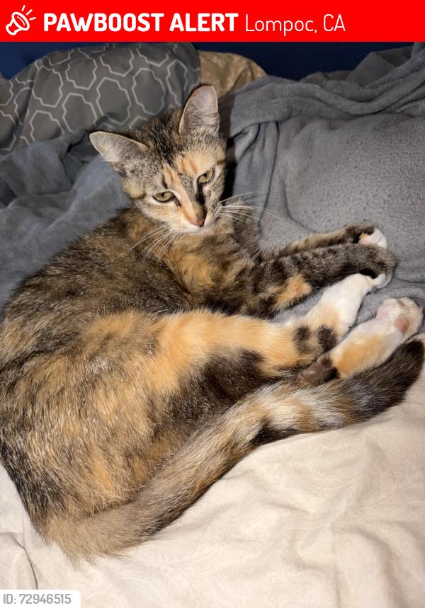 Lost Female Cat last seen Walnut And Chestnut, Lompoc, CA 93436